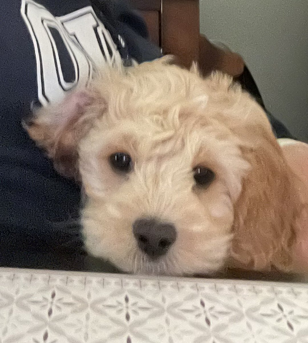 My Aunt’s new puppy. Meet Murphy ❤️🐶🐾