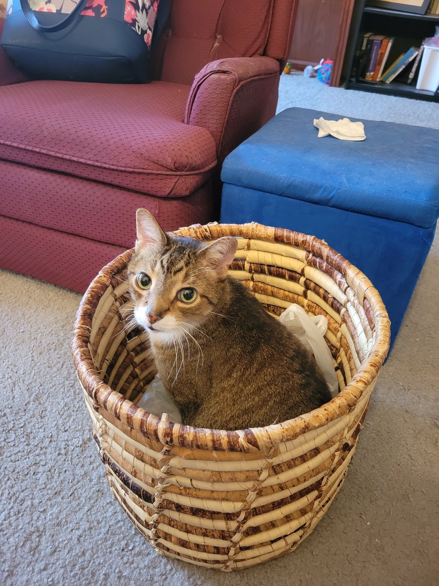 He fits, therefore he sits. 

#CatsOfTwitter #adoptdon