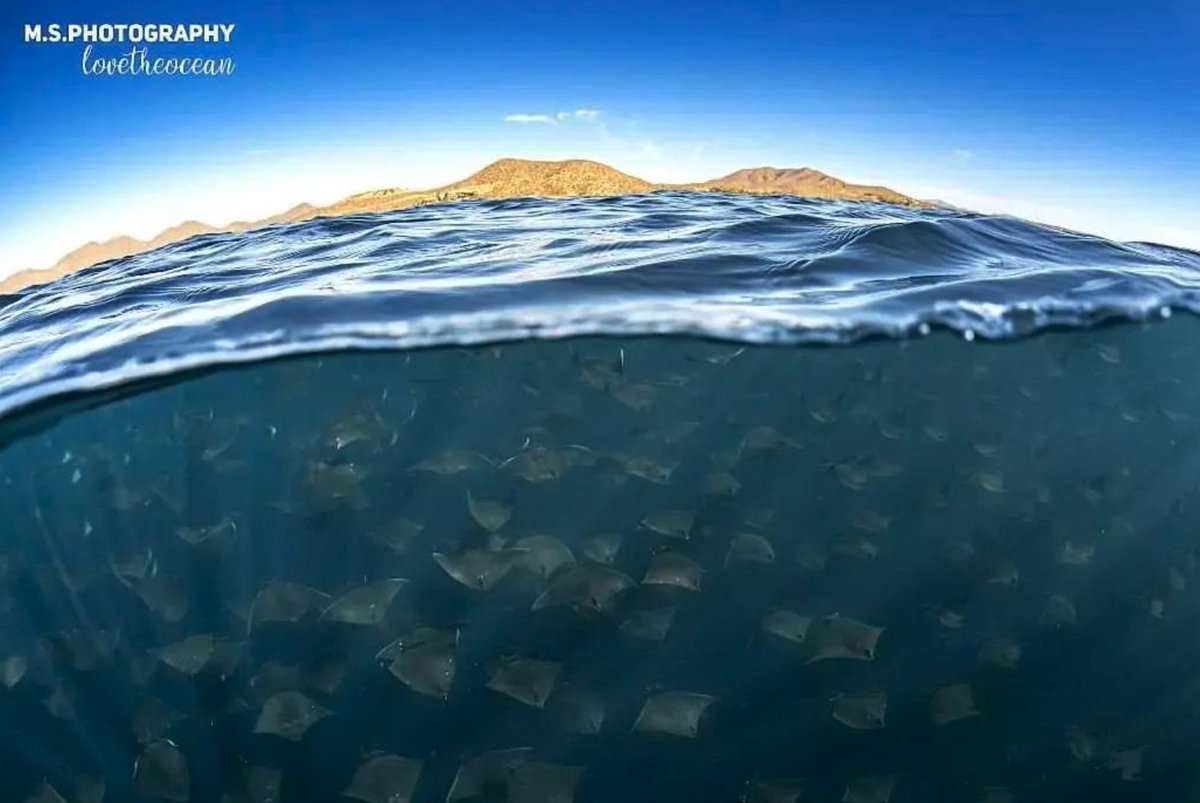 When you have no clue what else is in the water with you because a blanket of mobula ray are "blocking" your view 😁. 

📸 <a href="/ms/">Matt Shampine 차민근</a>.photography_lovetheocean

#wearessi #mobula #manta #rays #mantarays #diverproblems