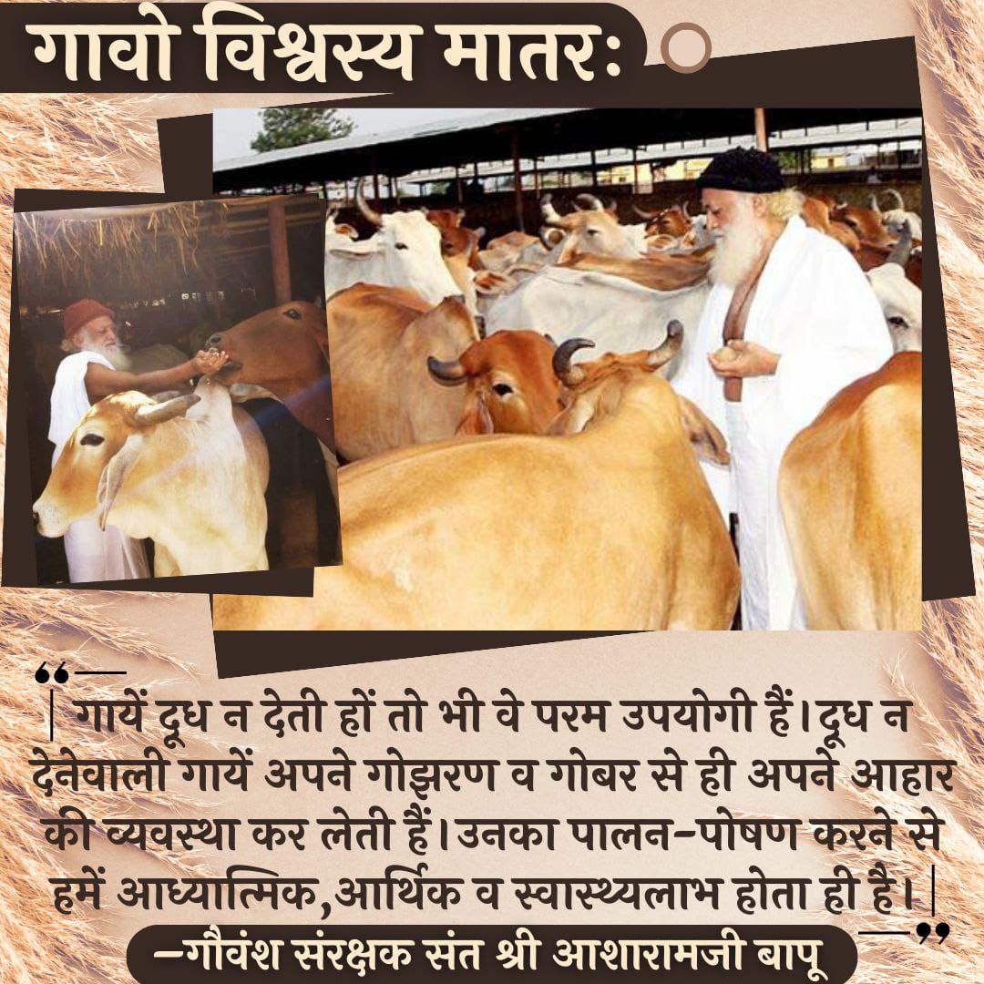 Sant Shri Asharamji Bapu opened hundreds of Goshalas in order to provide care for thousands of cows saved from slaughter house or found in pitiful condition.

धरती का अमृत is how it's milk is acknowledged in Sanatan Dharma. 

Benefits of Desi Gaay is ♾️
#गावो_विश्वस्य_मातरः