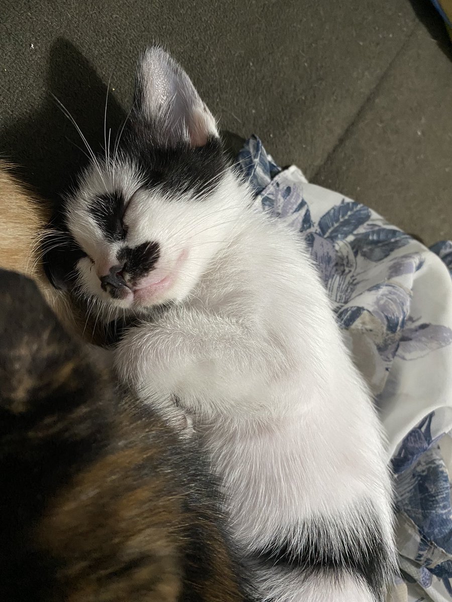 mateuspacker's tweet photo. Essas duas gatinhas estão para adoção. Entrar em contato com @babschlindwein https://t.co/QyL1AjJzjc