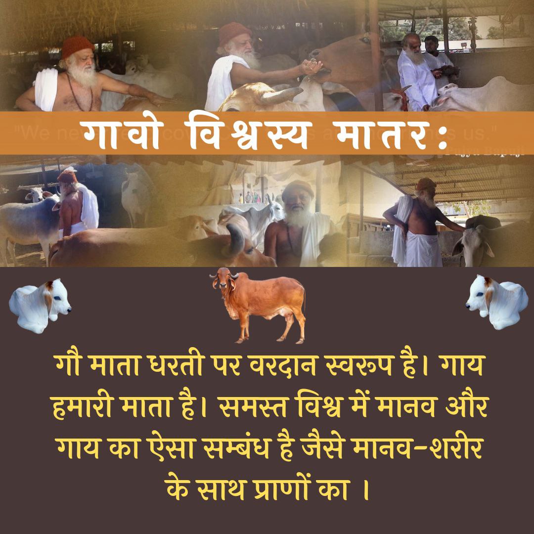 Asharamjiashram's tweet photo. Sant Shri Asharamji Bapu is Saviour for Cows who has saved millions of cows from Slaughter Houses. While exalting Benefits of Desi Gaay, Bapuji says 
#गावो_विश्वस्य_मातरः &amp; inspires everyone to protect Gau Mata whose Milk in all forms is धरती का अमृत . https://t.co/a19EfAGUuL