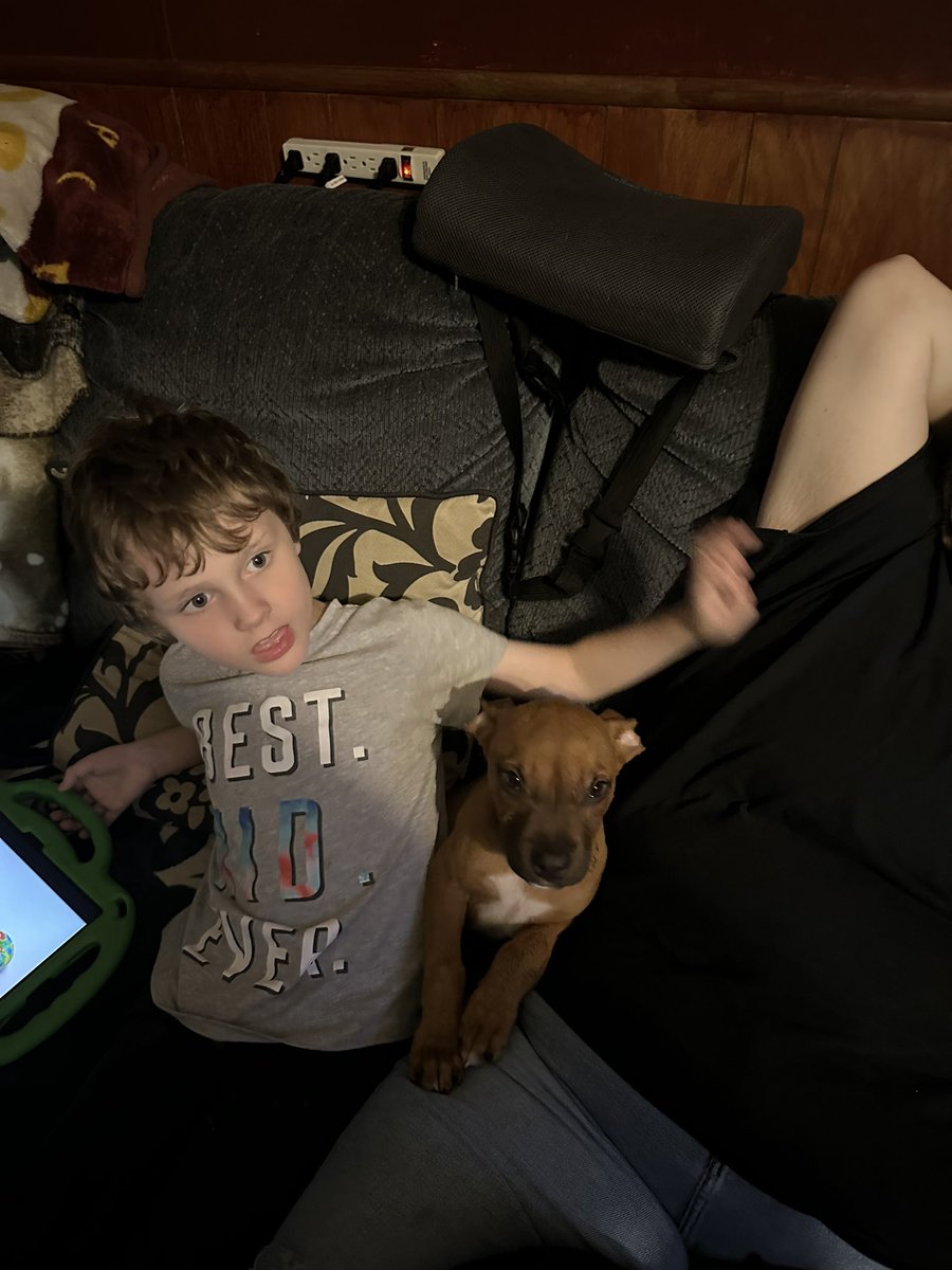 Stilez loves his dogs! @hubbywifey91 #ActuallyAutistic #AutismAcceptance #autismdad #dadlife