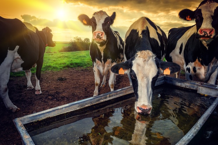 Turning slurry into water: How a US organic dairy upcycles manure into clean water, ammonia and fertilizer #FoodNavigator #FoodMarketing #FoodTrends dlvr.it/SqpGZX