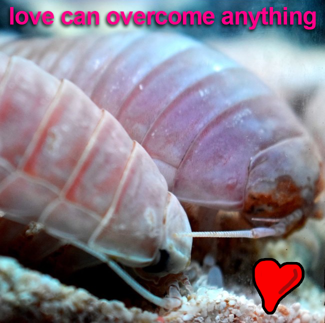 IsopodBot's tweet image. It's real isopod hours