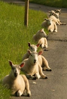 sheep fence