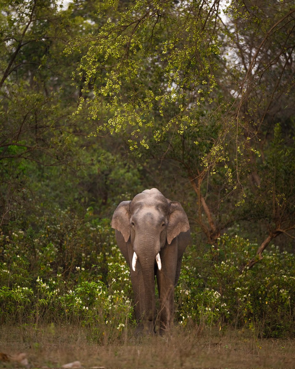Gentle Giant, a male asiatic elephant at #RajajiTigerReserve #Uttarakhand #natgeoindia