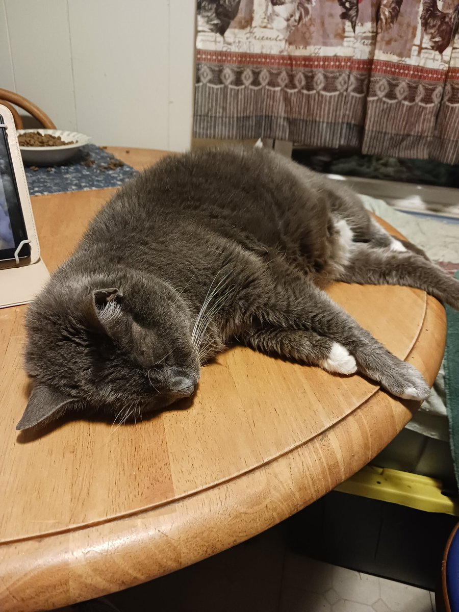 mercyodette's tweet photo. Someone got tired waiting for me to go to bed.
#rescuedfromthestreets #semiferalcats #seniorkitty https://t.co/MCCMl5mWkL