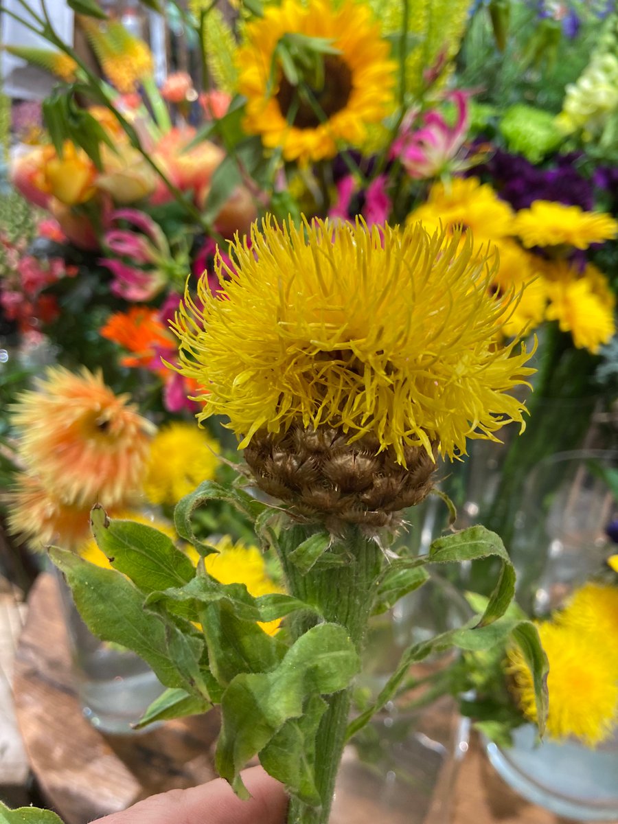 Hortus Flora tweet media