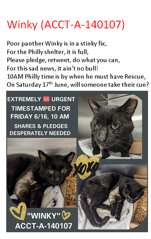 🆘#URGENT TBD TODAY SAT 6/17 BY 10AM EST🆘

#ACCT #Philadelphia  #PA #Cats #AdoptDontShop #Rescue #pledge2savealife #CatsOfTwitter #Panfur #Panther #CatsOnTwitter #pledge #Adopt #Foster #Anipals

Facebook: facebook.com/10001471930420…