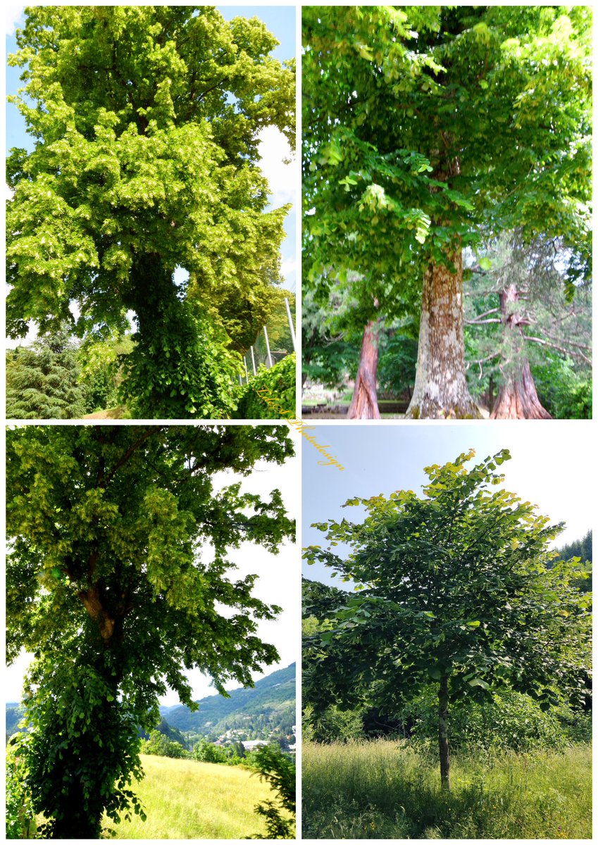 Signalas (@ldesignalas) on Twitter photo Compilation de tilleuls en fleurs, le plus jeune est dans mon jardin.
#ArbreDuMatin #TotD
#TreeOfTheDay #TreeClub
#ThePhotoHour #StormHour #SnowHour #NatureLovers #NaturePhotography #Trees <a href="/keeper_of_books/">Adam Treeshepherd Rutsch</a> #rtItBot
#MagnifiqueFrance #SaturdayMorning Compilation de tilleuls en fleurs, le plus jeune est dans mon jardin.
#ArbreDuMatin #TotD
#TreeOfTheDay #TreeClub
#ThePhotoHour #StormHour #SnowHour #NatureLovers #NaturePhotography #Trees <a href="/keeper_of_books/">Adam Treeshepherd Rutsch</a> #rtItBot
#MagnifiqueFrance #SaturdayMorning
