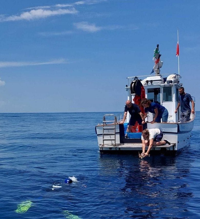 Campanica's tweet image. RAINBOW, FUSION, NIKA AND PAKI BACK INTO THE SEA OFF THE COAST OF ISCHIA Four sea turtles were released on World Sea Turtle Day. campanica.blogspot.com/2023/06/rainbo…
----
#Ischia #turtles #turtlepoint #marineprotectedarea