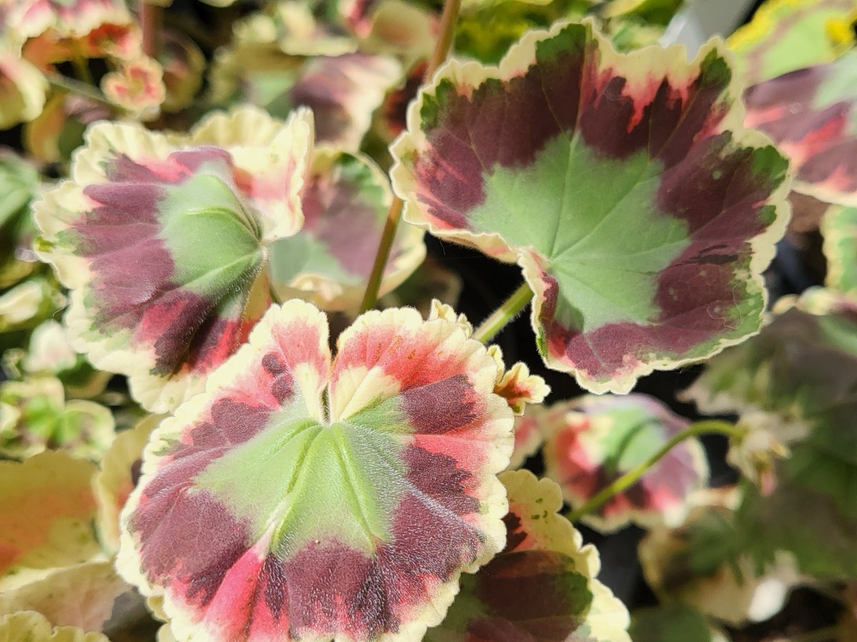 RHS_Rosemoor's tweet image. With part of the National Collection of pelargoniums now at Rosemoor we're delighted to host the annual Pelargonium &amp;amp; Geranium Society National Show here today 🌸

Our plants have been well &amp;amp; truly pampered in our greenhouses these past few months in readiness - come admire them!