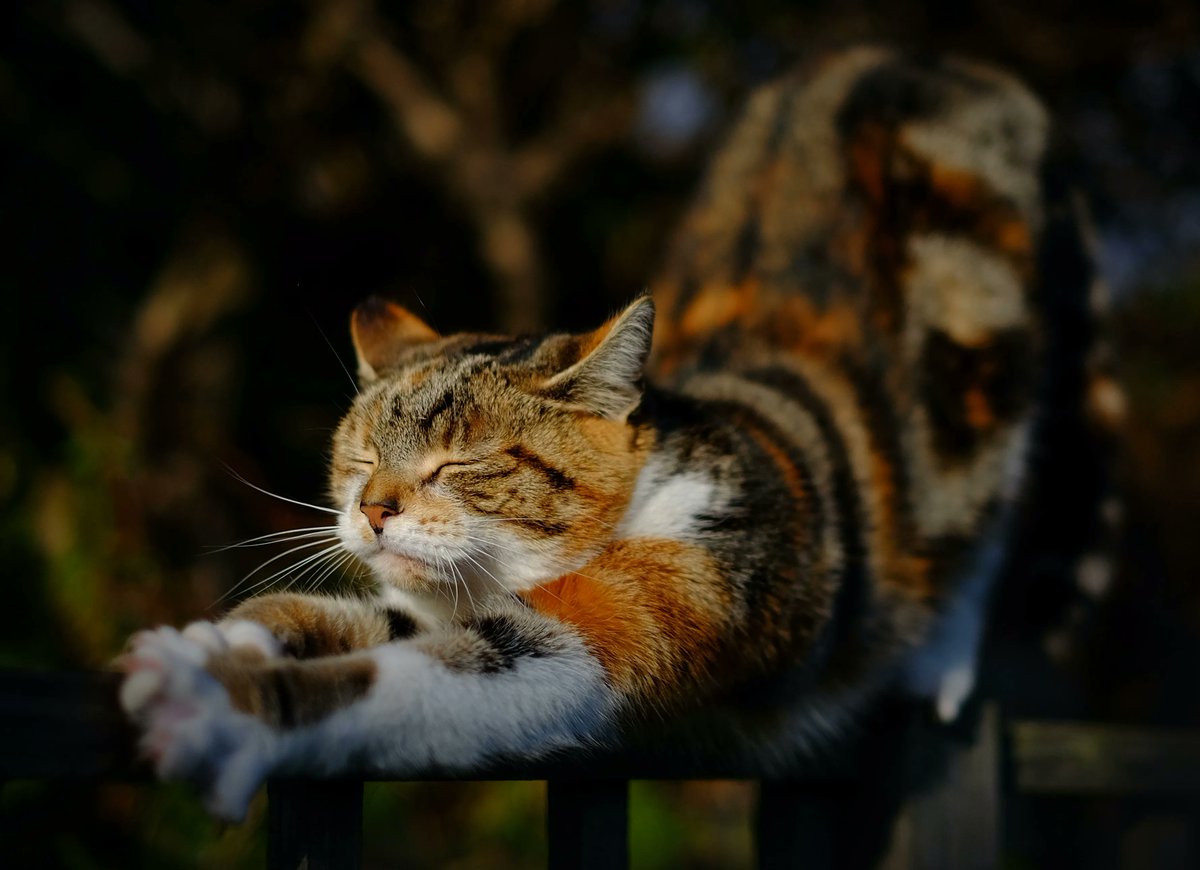 Cats scratch not only to sharpen their claws, but to stretch specific muscles in their back and shoulder area that they cannot otherwise reach through normal stretching 🐱 Photo by Zoltan Tasi on Unsplash 🐾 
#CatsofTwitter #CatFlap #PetDoor #PetFlap #DogDoor