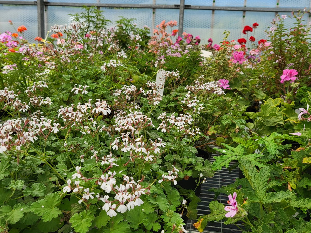 RHS_Rosemoor's tweet image. With part of the National Collection of pelargoniums now at Rosemoor we're delighted to host the annual Pelargonium &amp;amp; Geranium Society National Show here today 🌸

Our plants have been well &amp;amp; truly pampered in our greenhouses these past few months in readiness - come admire them!