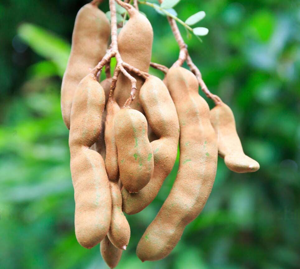 Do you know? Tamarind seeds can be roasted and ground into a substitute for coffee.

Checkout: bit.ly/35TuCzg

#TamarindTree #TropicalFlavors #Nature'sPharmacy #imli