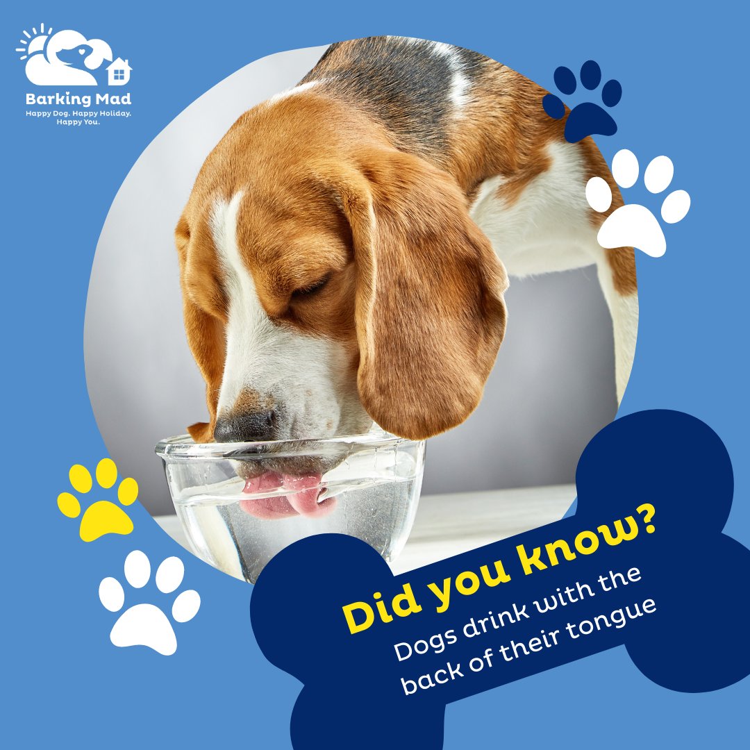 Did you know? 🐶
#dogfacts #barkingmaduk