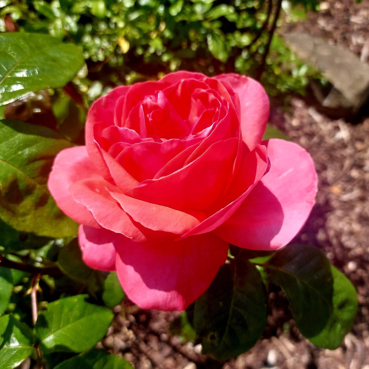 Our beautiful rose loved the rain overnight & is in full bloom on this beautiful sunny day. Perfect for @PrideCymru this weekend and @SwanseaUni Open Day today! Do say hi if you are at Bay Campus. I will be representing @SwanseaUniLib and our Inclusive Services group.