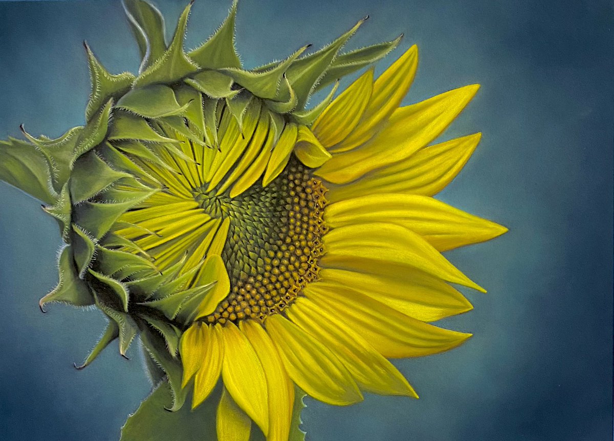 Finished the sunflower today and very happy to say, it already has a new home! 🤗🌻💛Pastel pencils on Pastlemat. Ref: Pixabay.