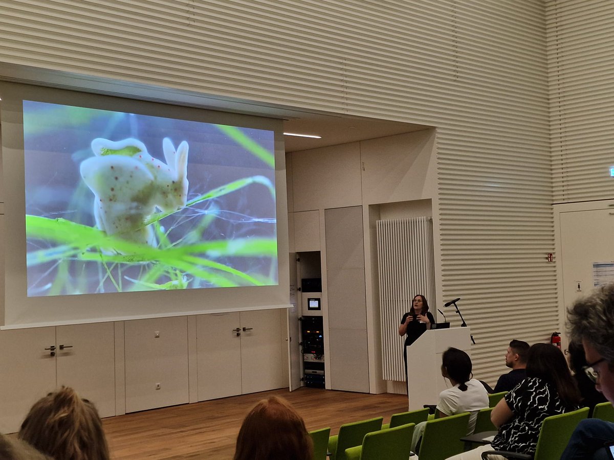 Thanks @LOEWE_TBG for giving me the opportunity to present our project at the TBG Retreat 2023!🐚🧬📊Huge thanks to the Elysia timida team for endless support, @CarolaGreve, Tilman Schell, @sigwartae, Alexander Ben Hamadou, Charlotte Gerheim, @Damian13508912 & @GaliaCampsOmics!