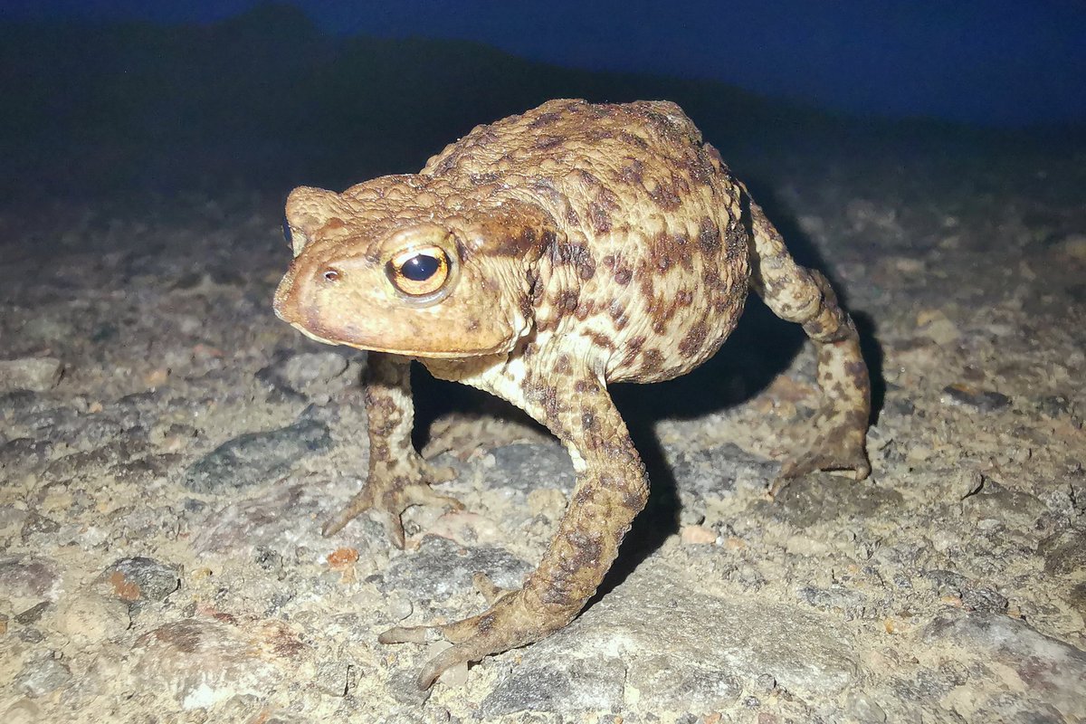 LapwingEcology's tweet photo. Can't believe we complained about chilly conditions last week! This week was a challenge in the heat, but heaving with wildlife #ecology https://t.co/QKjrkiaUOJ