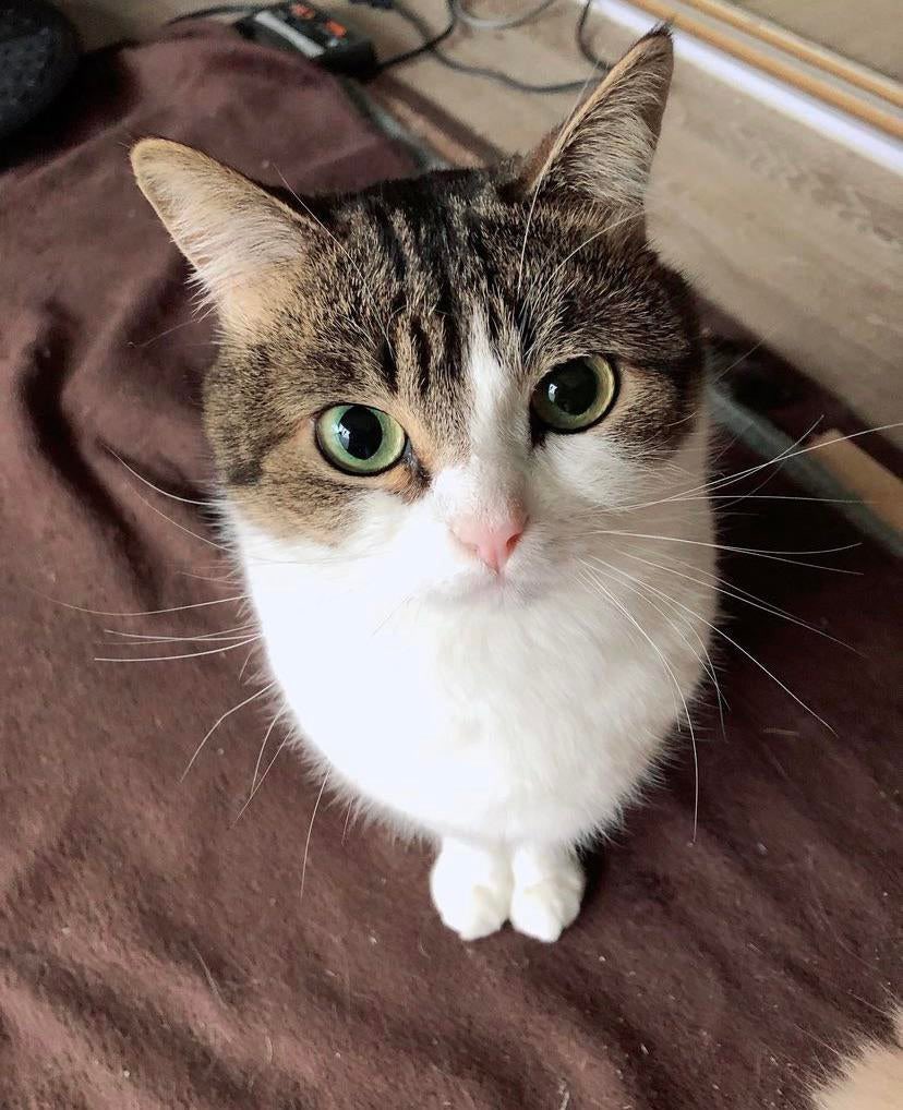 Kalpol Introl tweet media