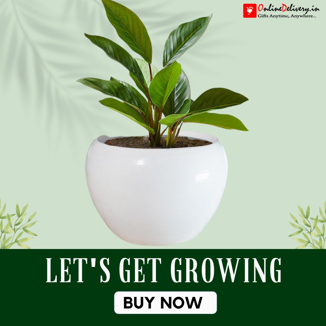 Make your office or home green with indoor plants
#shopnow #buynow #indoorplant #greengift #medicinalplant 
#moneyplant #giftideas