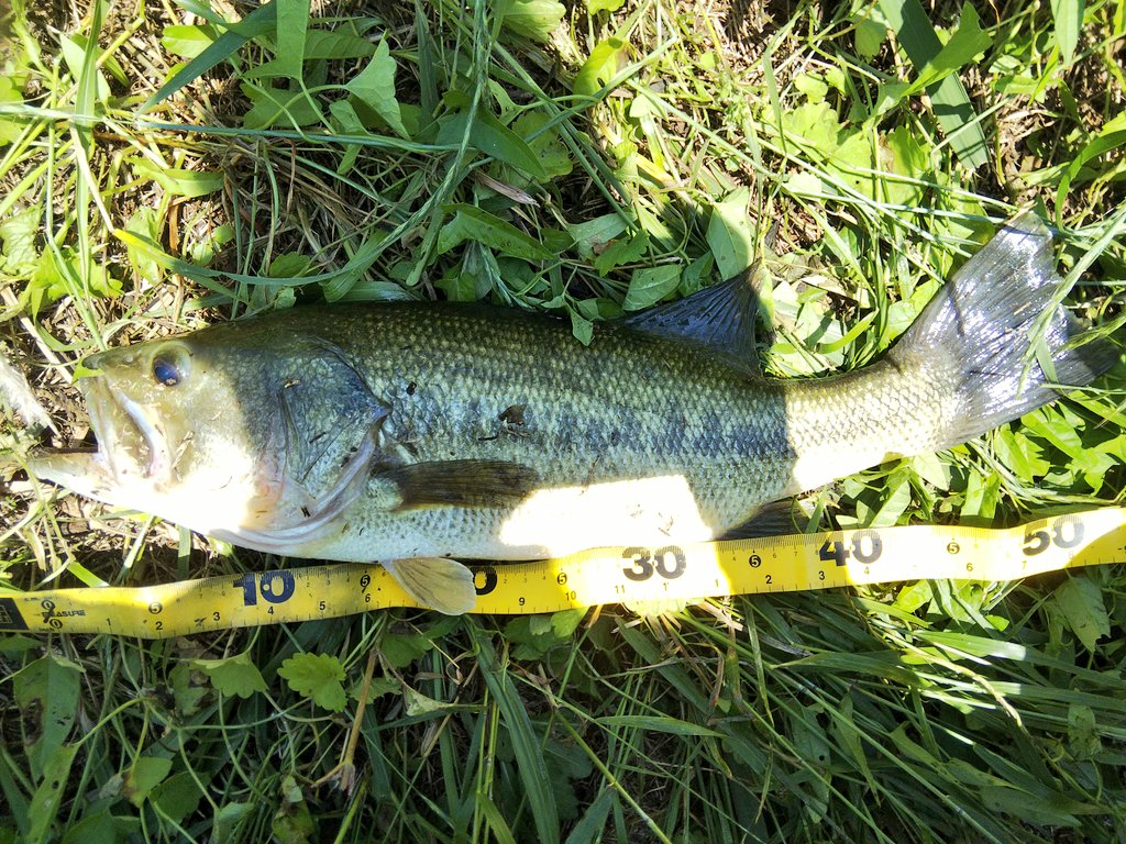 23sada23's tweet photo. 久々にいいサイズが釣れた🎣 
#52cm 
#ステルススイマー 
#イマカツ https://t.co/WLkEsd2wFS