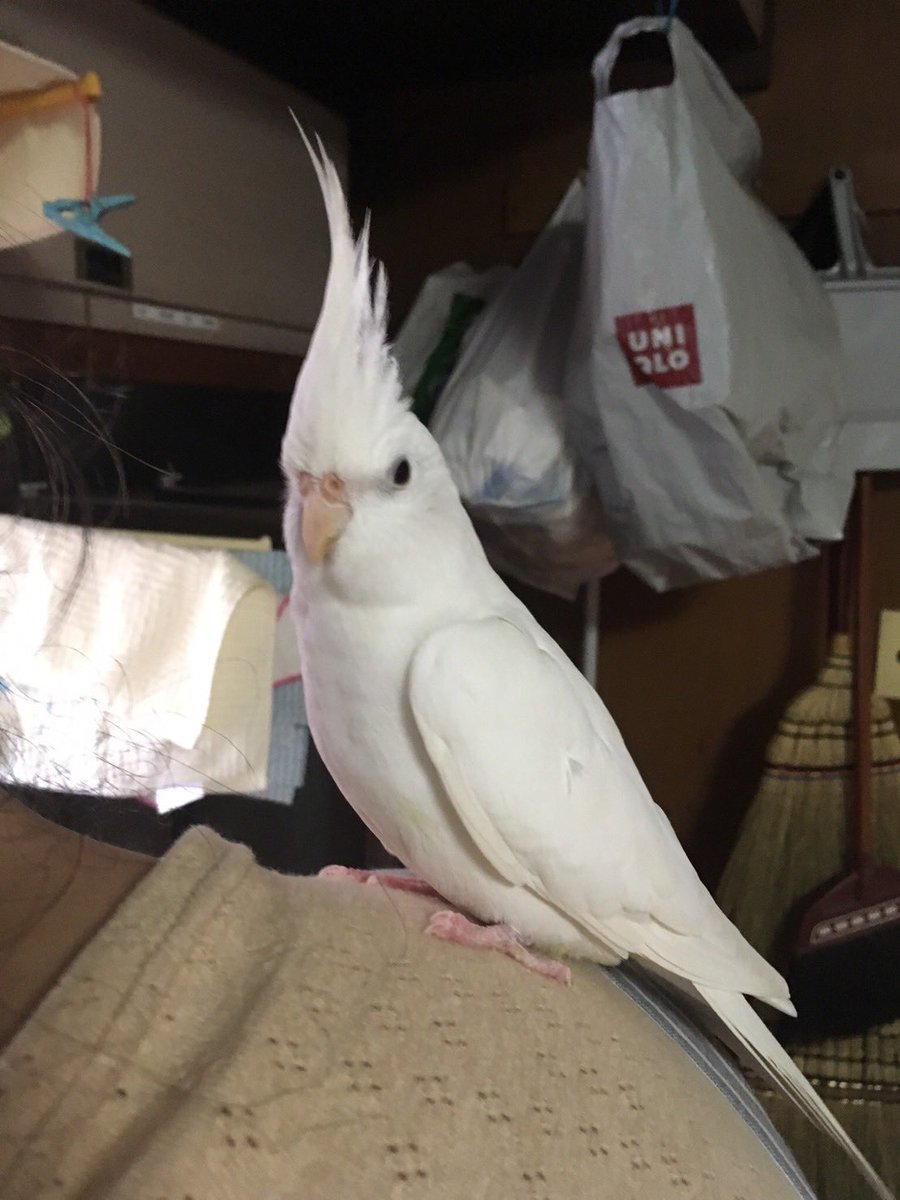 yanayanayuyu's tweet photo. 2023/6/17（土）に静岡県浜松市浜北区高畑で、オカメインコを逃してしまいました。
真っ白な成鳥で女の子です。
大きさは20cmほどです。
もし、目撃等された方は御一報いただければと思います。
何卒よろしくお願いいたします。
#オカメインコ
#インコ迷子
#オカメインコ迷子
#インコ
#迷子インコ https://t.co/SM1hCiU4Ku
