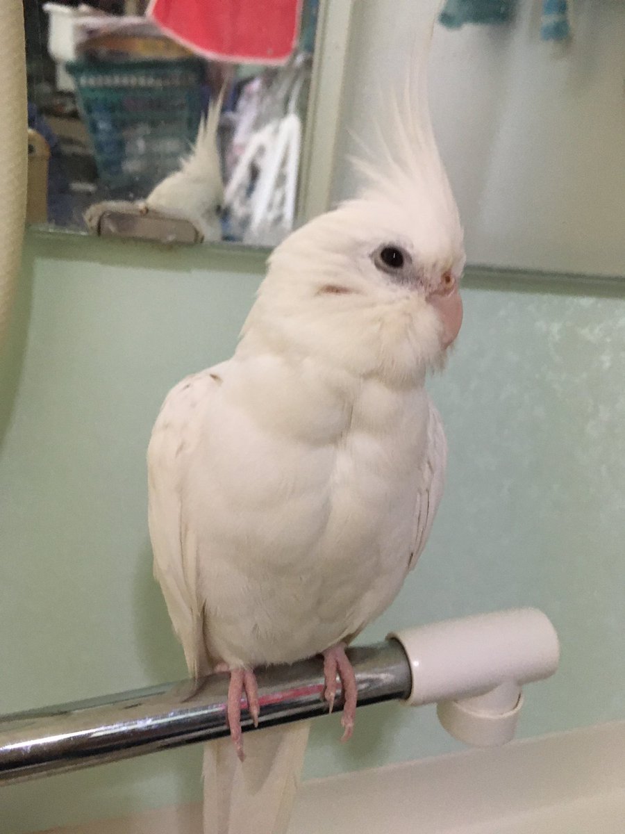 yanayanayuyu's tweet photo. 2023/6/17（土）に静岡県浜松市浜北区高畑で、オカメインコを逃してしまいました。
真っ白な成鳥で女の子です。
大きさは20cmほどです。
もし、目撃等された方は御一報いただければと思います。
何卒よろしくお願いいたします。
#オカメインコ
#インコ迷子
#オカメインコ迷子
#インコ
#迷子インコ https://t.co/SM1hCiU4Ku