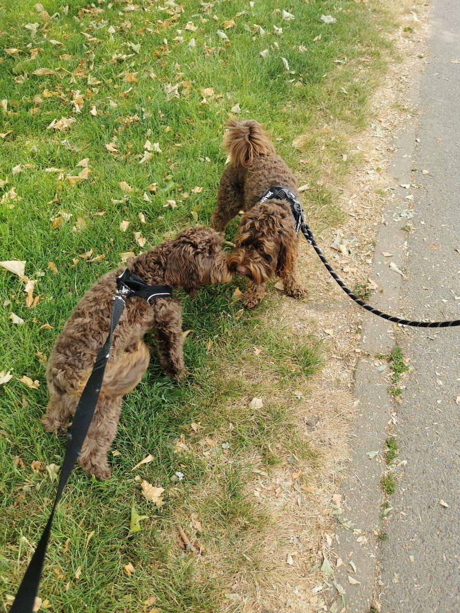 Early morning dog walks, just gotta love them.
This morning me and Rocco met Bear, another chocolate brown Cockerpoo.
Really haven't met dog the same colour as Rocco.
Needless to say he had fun, and we had a massive run around
#dogs
#dogslife #happy