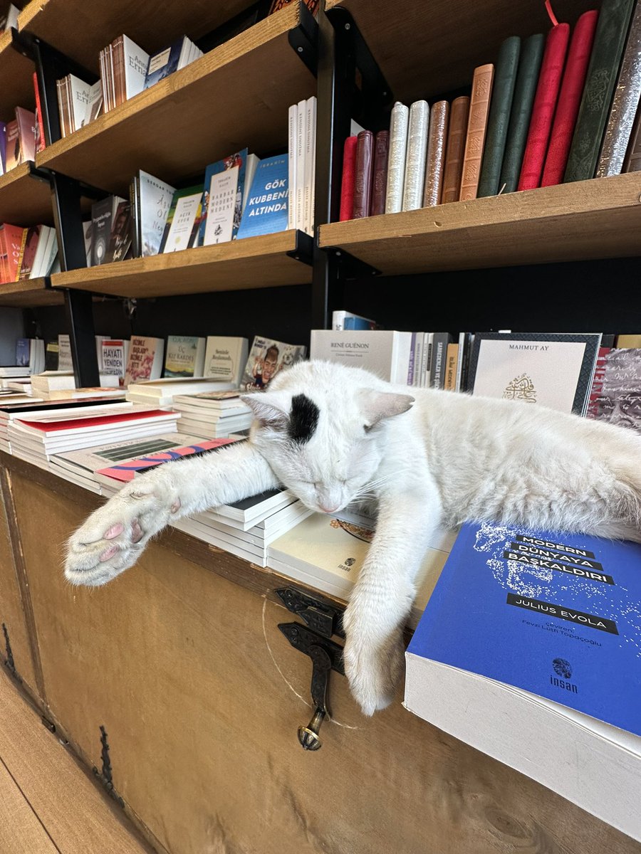 نامت على الأرفف، بين مجلدات الكتب❤️