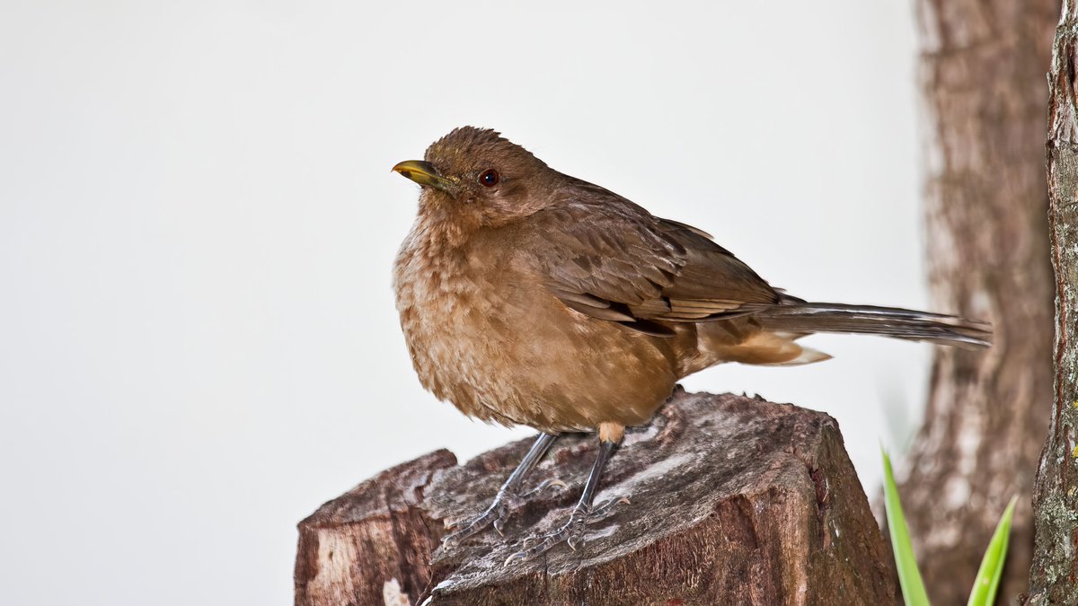 Clay-colored Thrush. Türkçesi Ardıç kuşu olabilir mi?
2012-Kosta Rica.
#ahmetyay #ahmetyayphotograpy #sualtı #underwater #dalış #scubadiving #underwaterphotograhpy #dive #photooftheday #yabanhayat #wildlife #outdoor #natural #wild #doğa #safari #birdfotography #kusfotografciligi