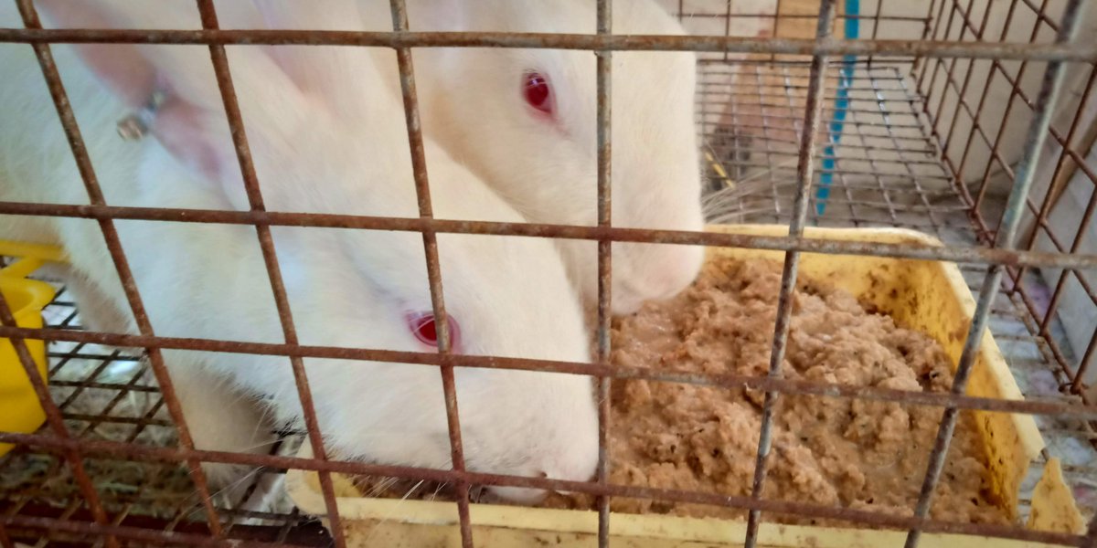 GlobalEdgeNews1's tweet image. georggefarms.com/the-ultimate-g…
#RabbitCare
#PetRabbits
#FeedingTips
#GroomingAdvice
#ExerciseForRabbits
#PetWellness
#RabbitHealth
#PetNutrition
#RabbitGrooming
#PetCareTips
#georggefarms
#mathewgeorgge