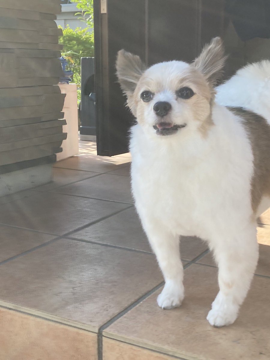 あなたの胸毛に飛び込みたいです♡
↑バカ親🤦‍♀️