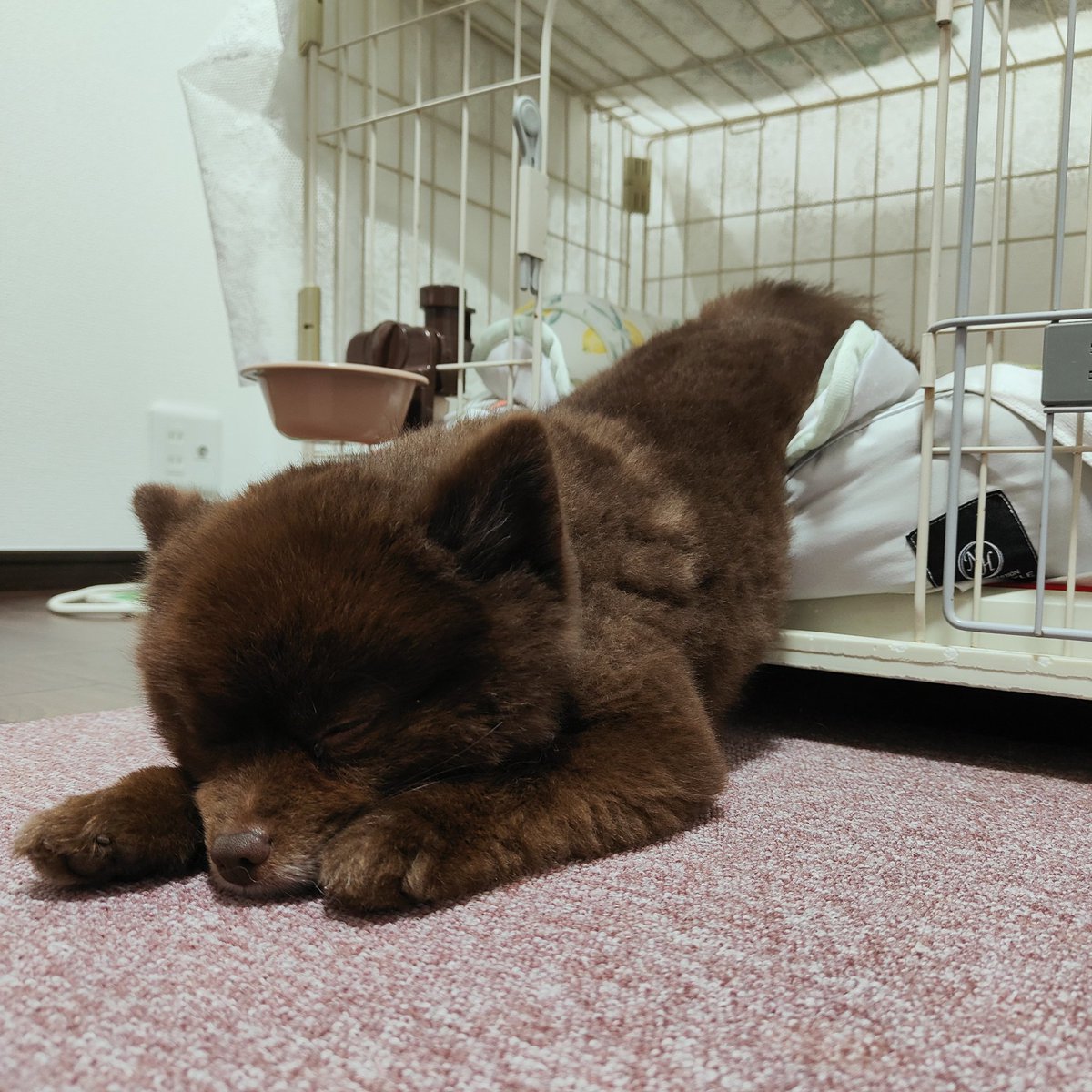 Myamu_Suke's tweet photo. 散歩中に声をかけられるモテイヌ。
今朝もナニモノか聞かれて「ポメラニアン😀」って答えたら、「まじか！！あたしも明日からポメラニアン飼おー！」って言ってる、行動力お化けになりそうな中学生いた。
生き物は自分の世話ができるようになってからにしーやー😂

写真は絶賛ケージから溶け出たイッヌ https://t.co/OVTTj7zzhQ