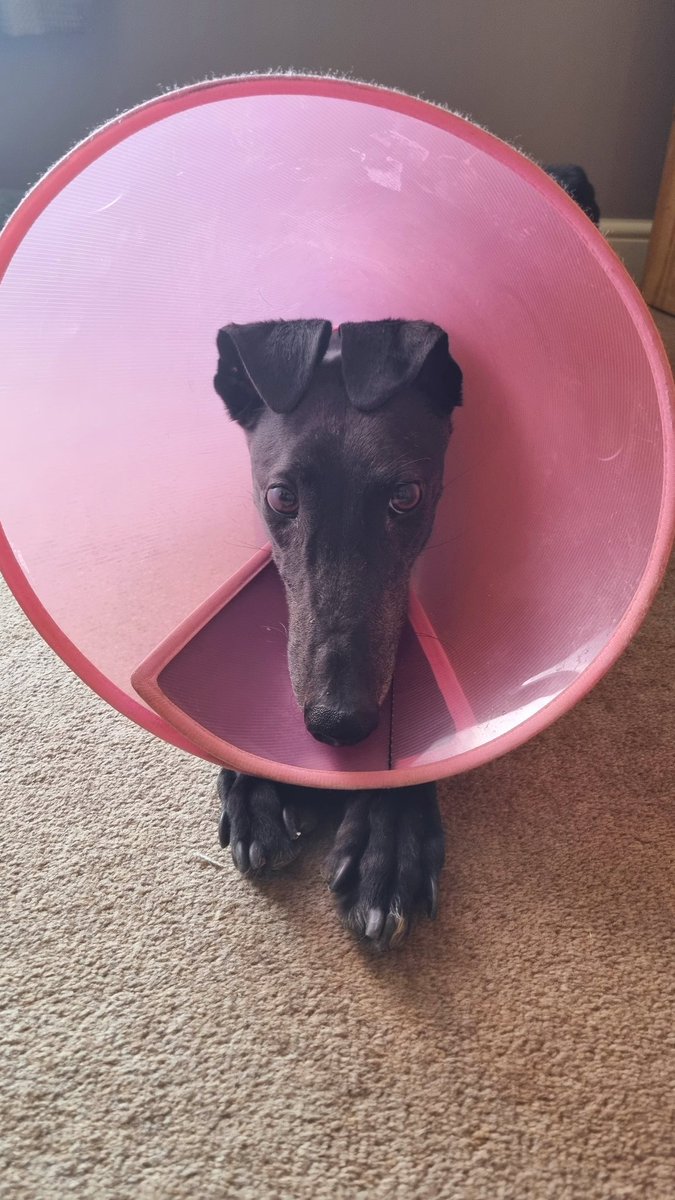 Those ears! ❤️
#greyhoundlove 
#greyhoundsoftwitter 
#rescuednotretired 
#greyhoundsmakegreatpets
