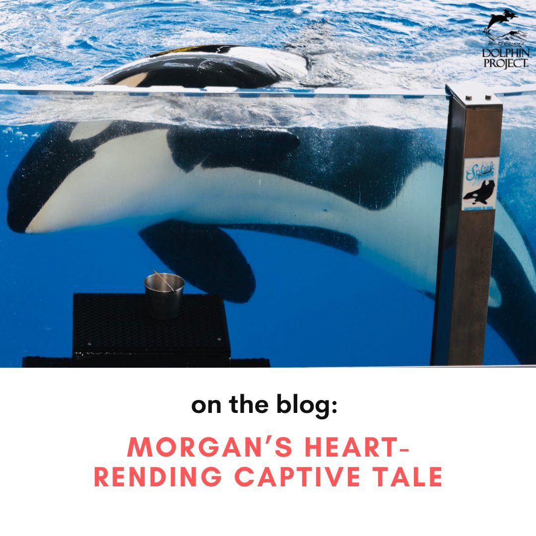 Morgan is the only captive orca at Loro Parque who was born in the wild. Do you know her story?
Read it on our blog: bit.ly/3N3uk9m
#DolphinProject