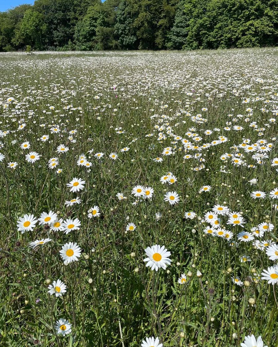 The meadow at Langley Park Garden Montrose