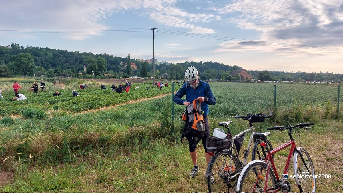seniortour2000's tweet photo. 🎵Strawberry Fields Forever..do třetice všeho dobrého a asi zase až příští sezónu 🍓👍😀 #samosber #jahody https://t.co/hEuhd16ucC