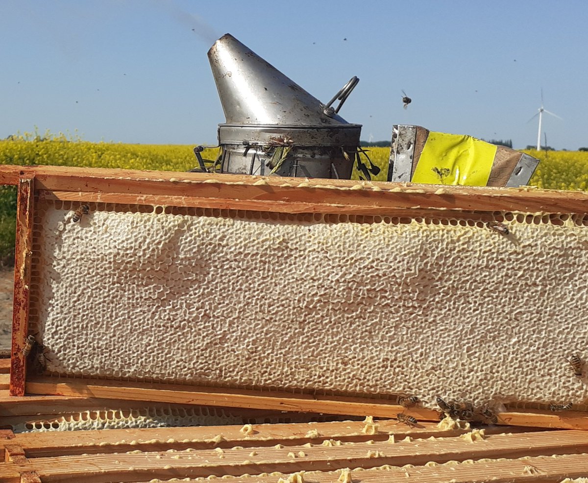 #CelebrateTheFens
Some of our bees go to the Fens every June to make delicious Fen Honey.