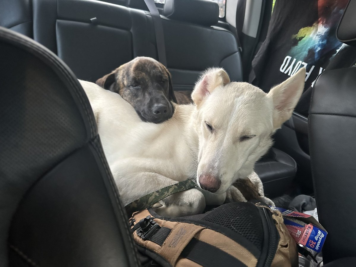 HaleyR_Williams's tweet photo. 🥺🫶🏼mozzarella &amp; shadow were truly made for each other https://t.co/PfY3aYTRys