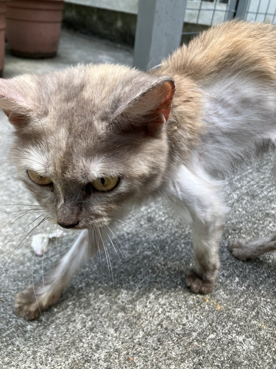 zulaikkha's tweet photo. MOHON RT!! 

Did anybody HILANG their pet? I found this precious beautiful cat behind my house &amp; my heart is BROKEN by her condition 😭 i’ve never seen a cat THIS thin. Is there any way we can help? Please RT sampai jumpa owner 🙏 @ulat_bulu_bulu @kucingjalananMY @brgsjks https://t.co/Nc1gEmDZ3R