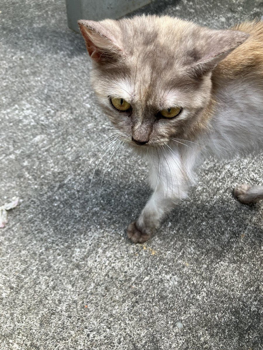 zulaikkha's tweet photo. MOHON RT!! 

Did anybody HILANG their pet? I found this precious beautiful cat behind my house &amp; my heart is BROKEN by her condition 😭 i’ve never seen a cat THIS thin. Is there any way we can help? Please RT sampai jumpa owner 🙏 @ulat_bulu_bulu @kucingjalananMY @brgsjks https://t.co/Nc1gEmDZ3R