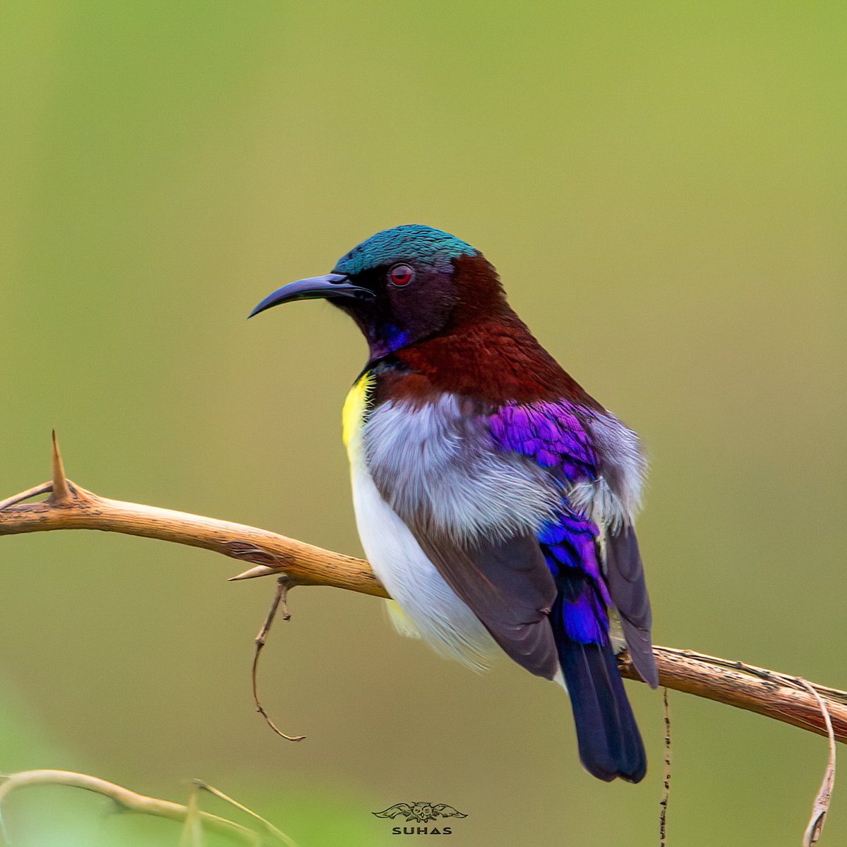 Purple Rumped Sunbird Male
.
.
.
.
.
.
.
.
 .
#sunbird #colors #beautiful #birdphotography #birds #BirdsOfTwitter #bbcearth #ifs #indianforests #photography #wildlifephotography #india #Telangana