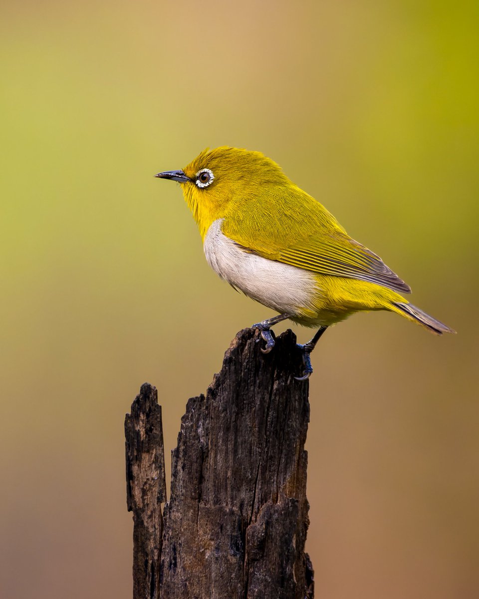 This little birdie says hello yellow 💛 #VIBGYORinNature by #indiAves #indianwhiteeye #birdphotography #birding #birdwatching #BirdsOfTwitter #BirdTwitter #BirdsSeenIn2023 #natgeoindia