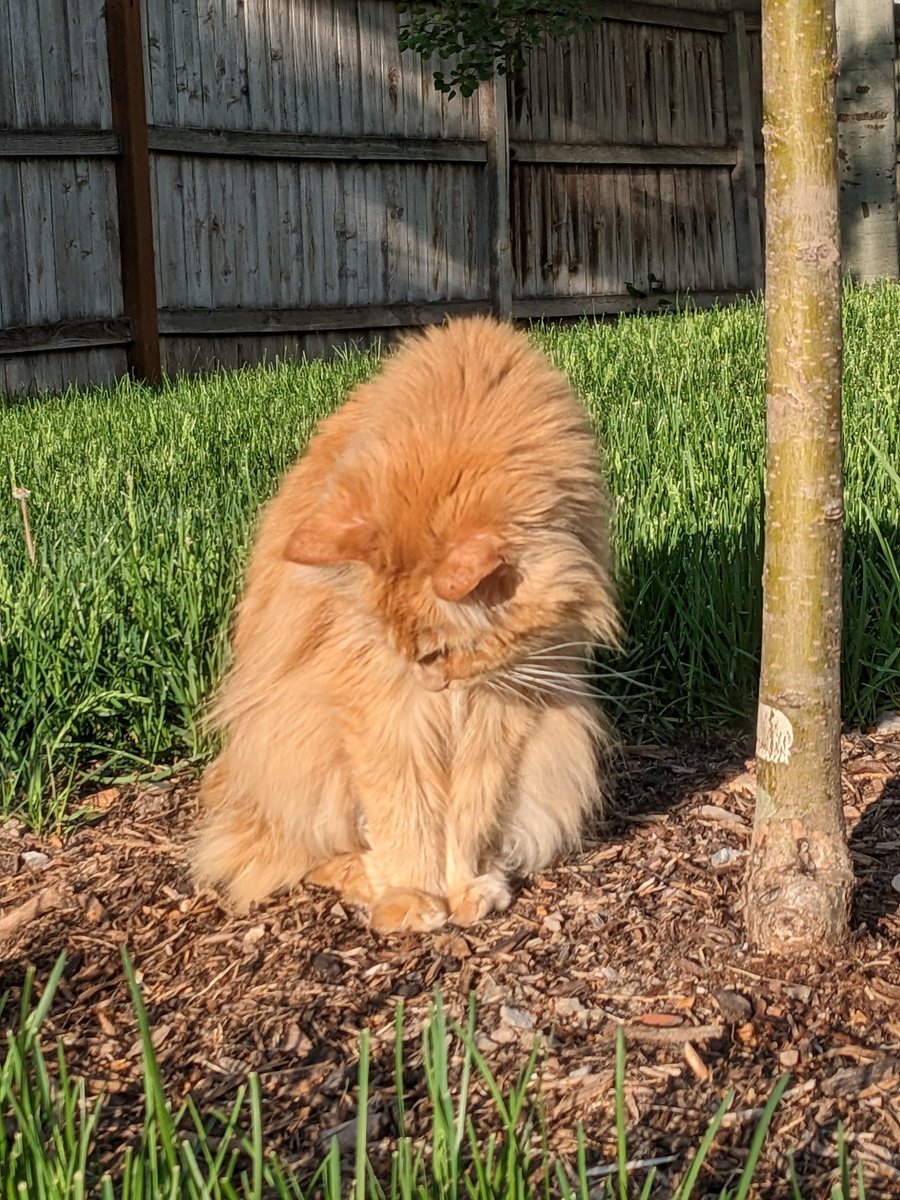 AnastenLights's tweet photo. Tw- pet death

On a less happy note to my last post, we unfortunately had to say goodbye to Ginger earlier this week after taking her to the emergency vet on Sunday. It's been rough (and really quiet) without her at home, she was the best cat we ever could have asked for 😓💕 https://t.co/zxBOWPb8tB