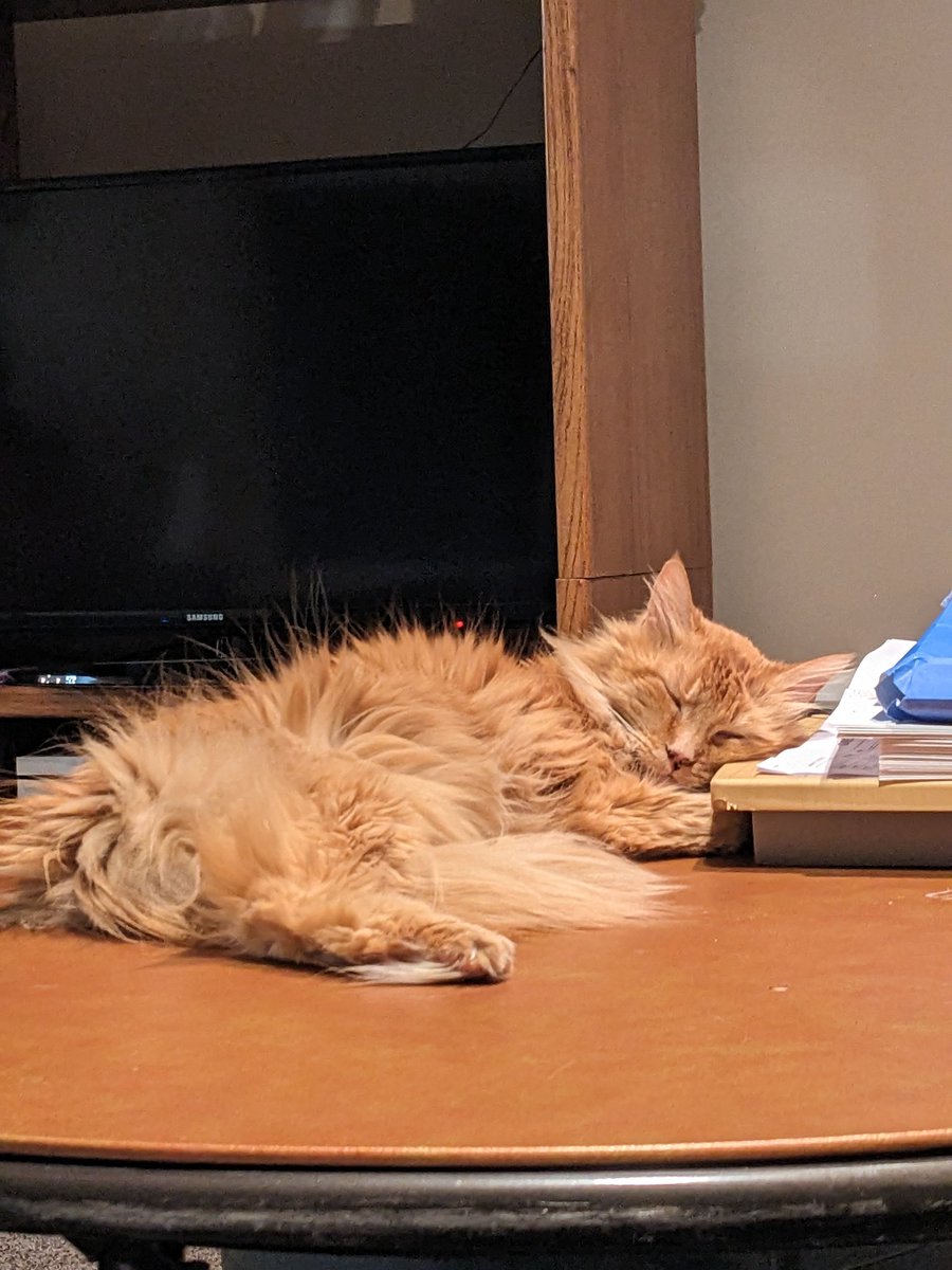 AnastenLights's tweet photo. Tw- pet death

On a less happy note to my last post, we unfortunately had to say goodbye to Ginger earlier this week after taking her to the emergency vet on Sunday. It's been rough (and really quiet) without her at home, she was the best cat we ever could have asked for 😓💕 https://t.co/zxBOWPb8tB