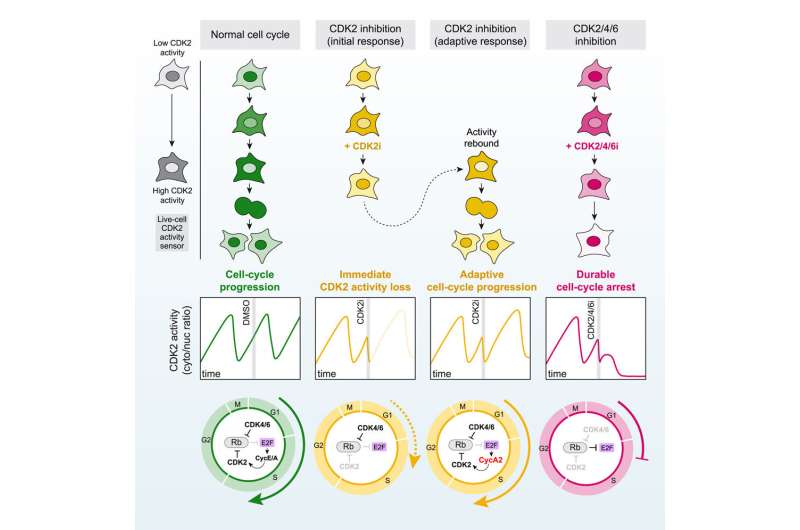 editor_lilly's tweet photo. Study highlights promising drug combination for treating resistant breast cancer

For more information visit: https://t.co/AjFL2osRHW

#Breast #Cancer #conference #cancerconference #conference2023 #Paris #France #breastcancer #BTS #Health #women https://t.co/DUMr45x1WB
