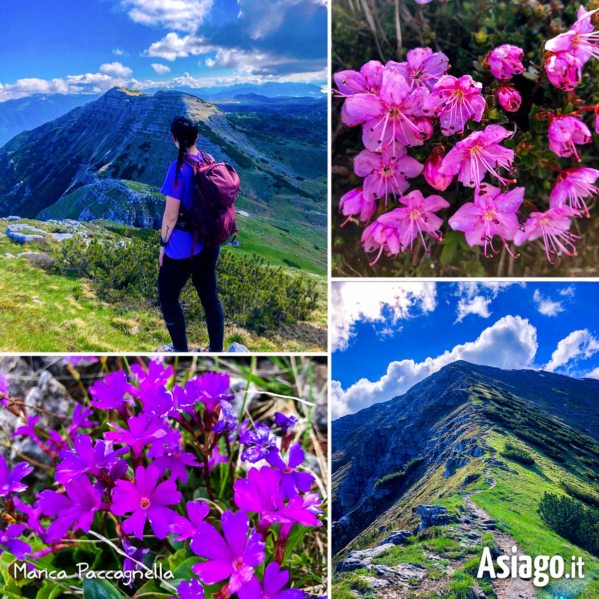 AsiagoIt's tweet image. Il #paradiso all'improvviso... CIMA PORTULE regala panorami e bellezze naturali così! 😍
BUON SABATO AMICI! 🙂 Avete mai raggiunto questa #vetta?

asiago.it/it/itinerari_e…

#Asiagoit
